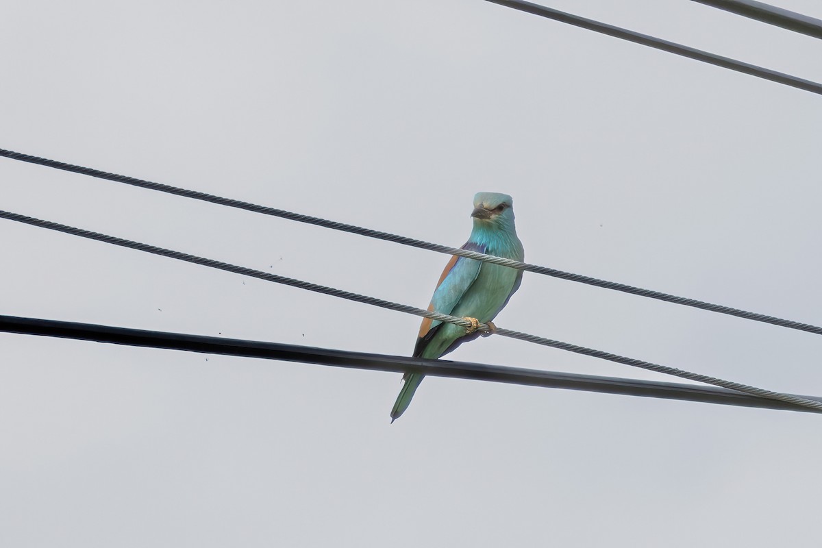 European Roller - ML638574707