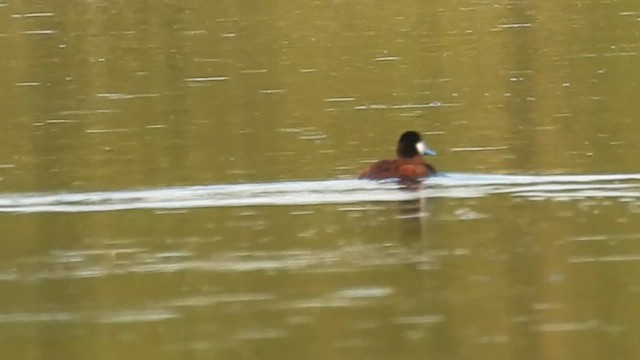 Ruddy Duck - ML638574720
