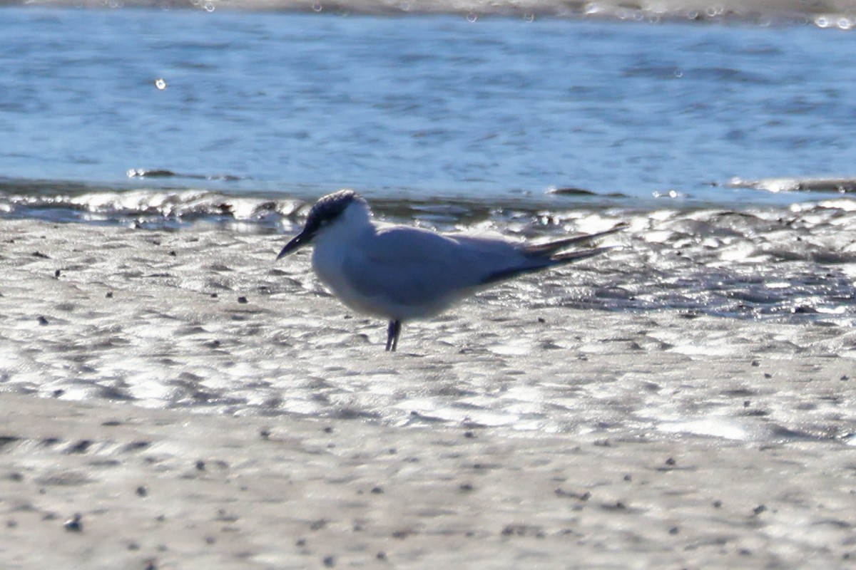 Australian Tern - ML638574722