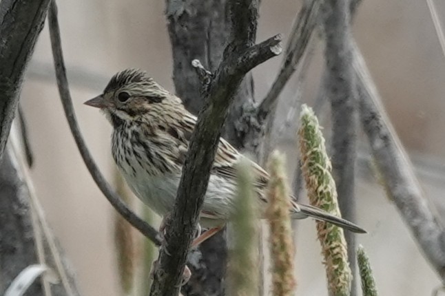 Vesper Sparrow - ML638574743