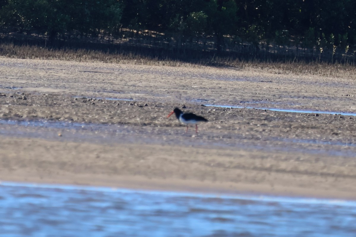 Pied Oystercatcher - ML638574749