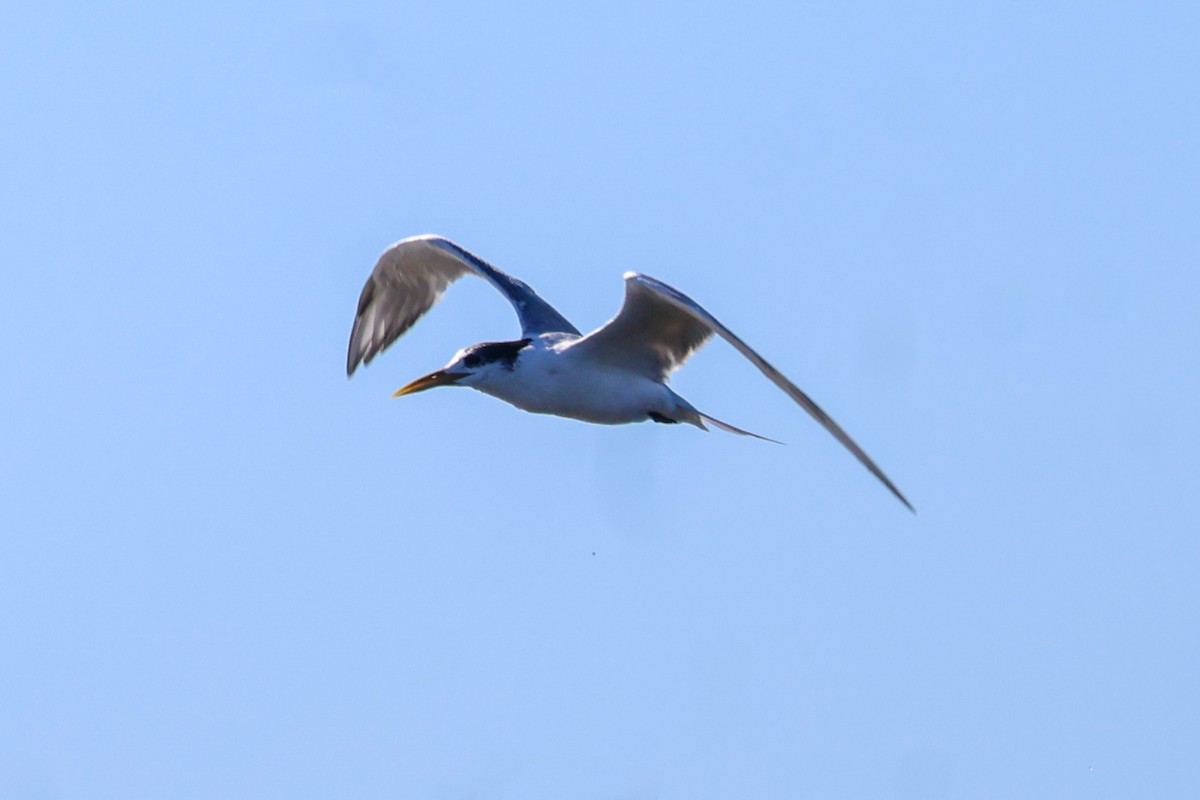 Great Crested Tern - ML638574774
