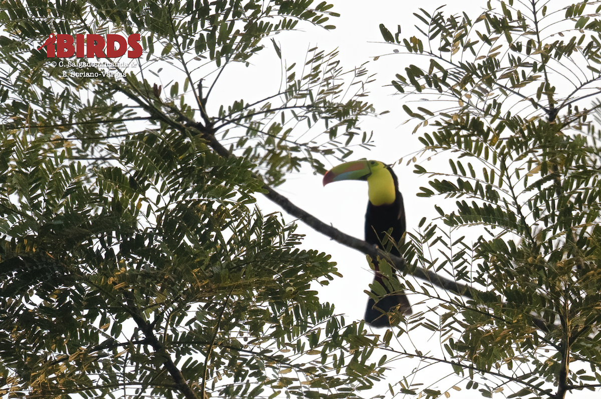 Keel-billed Toucan - ML638574786