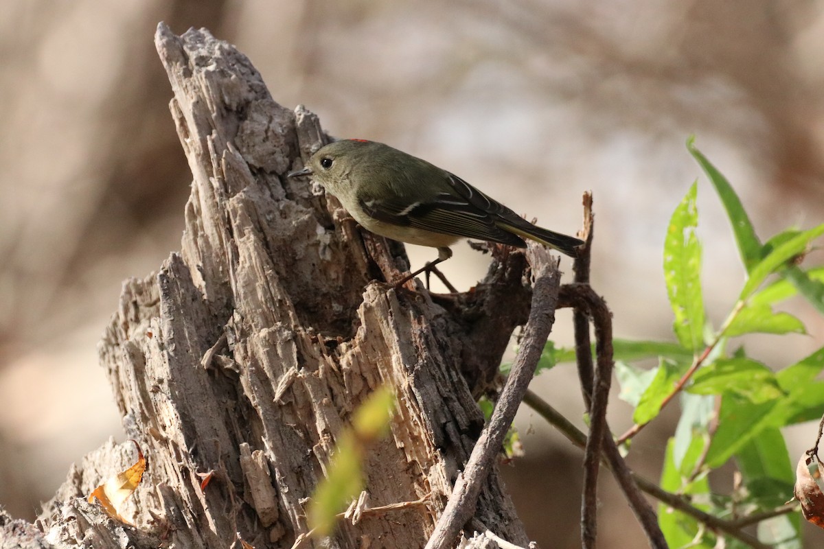 Ruby-crowned Kinglet - ML638574796