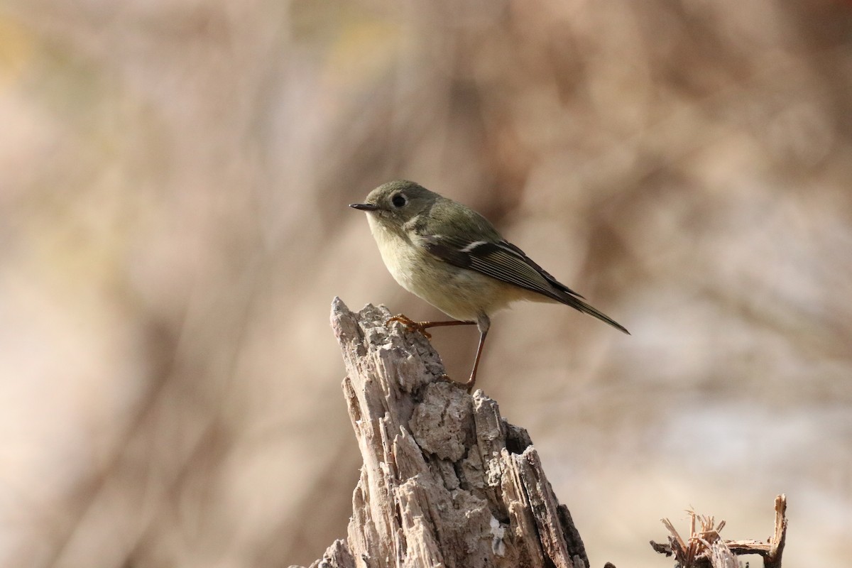 Ruby-crowned Kinglet - ML638574805
