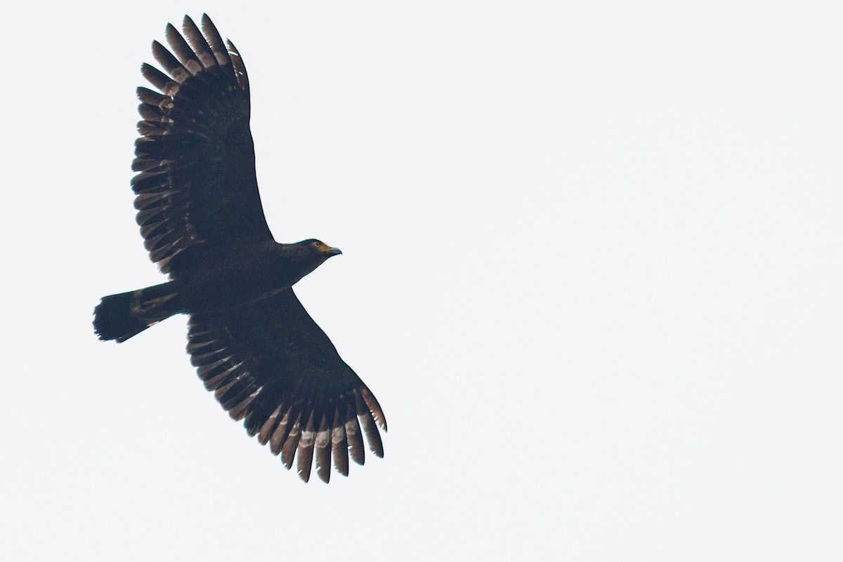 Crested Serpent-Eagle (Simeulue) - ML638574856