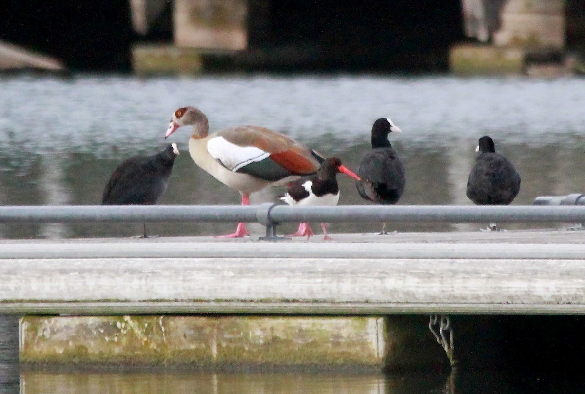 Eurasian Oystercatcher - ML638574858