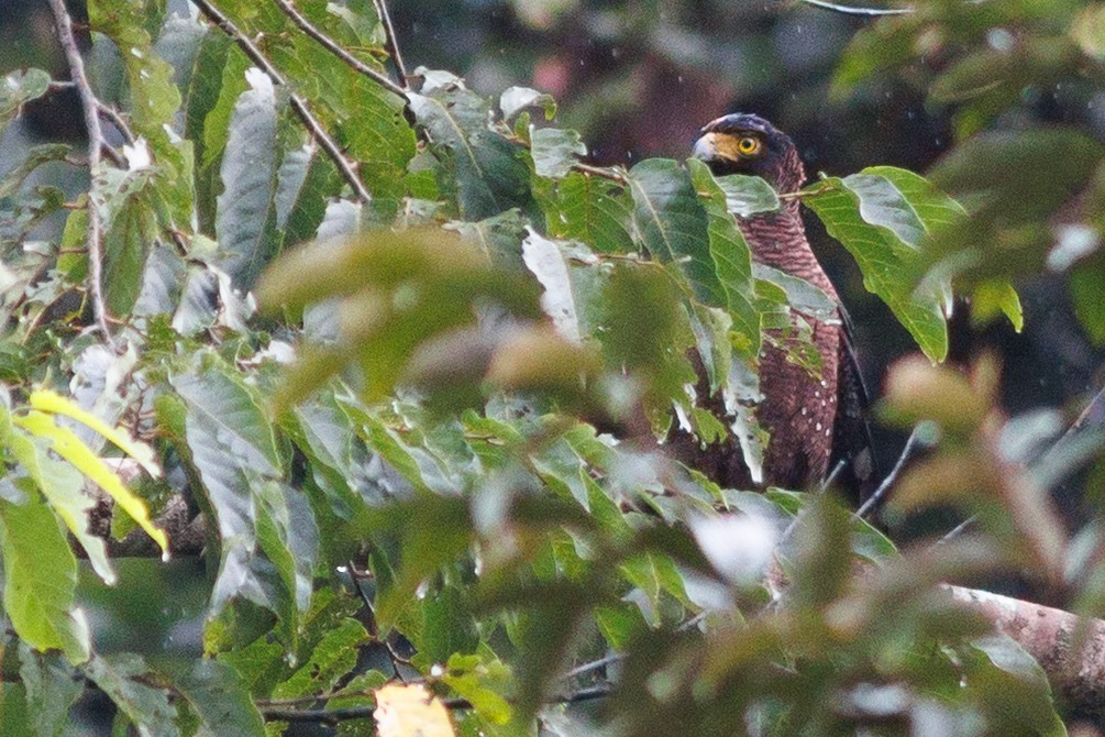Crested Serpent-Eagle (Simeulue) - ML638574860