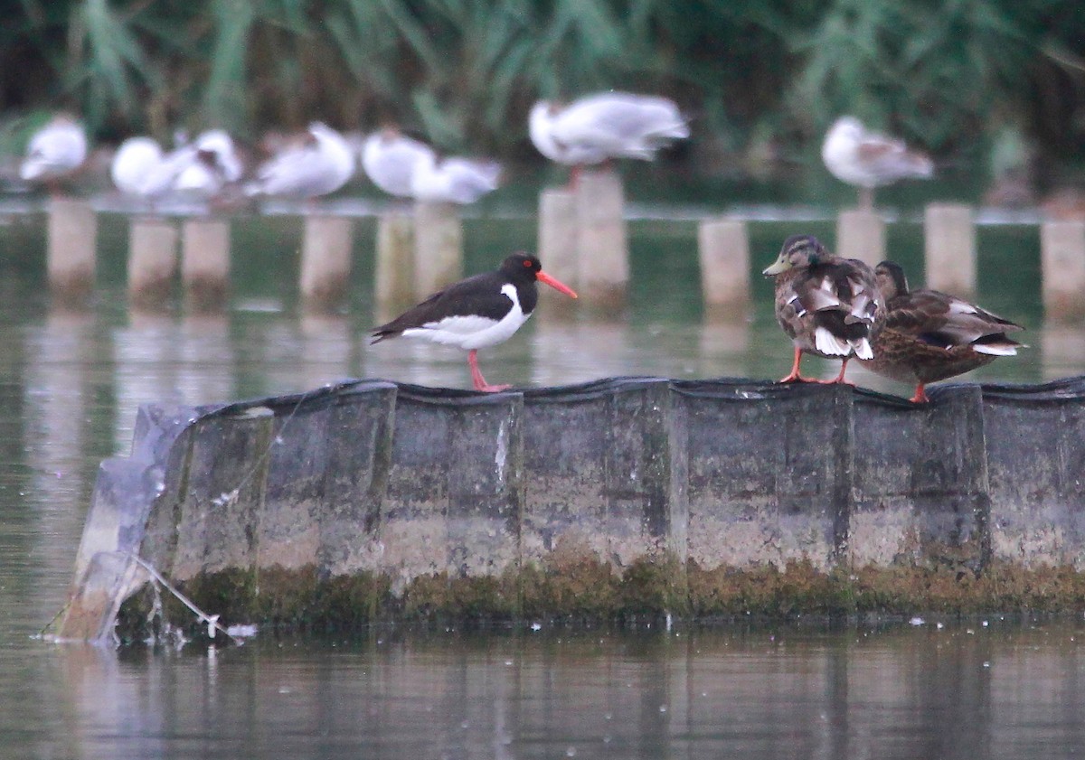 Eurasian Oystercatcher - ML638574861