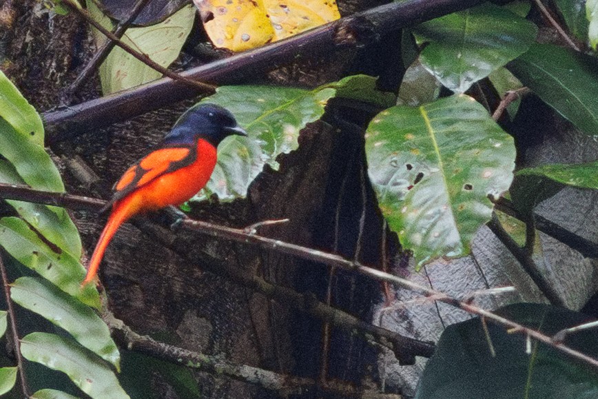 Scarlet Minivet - ML638574863
