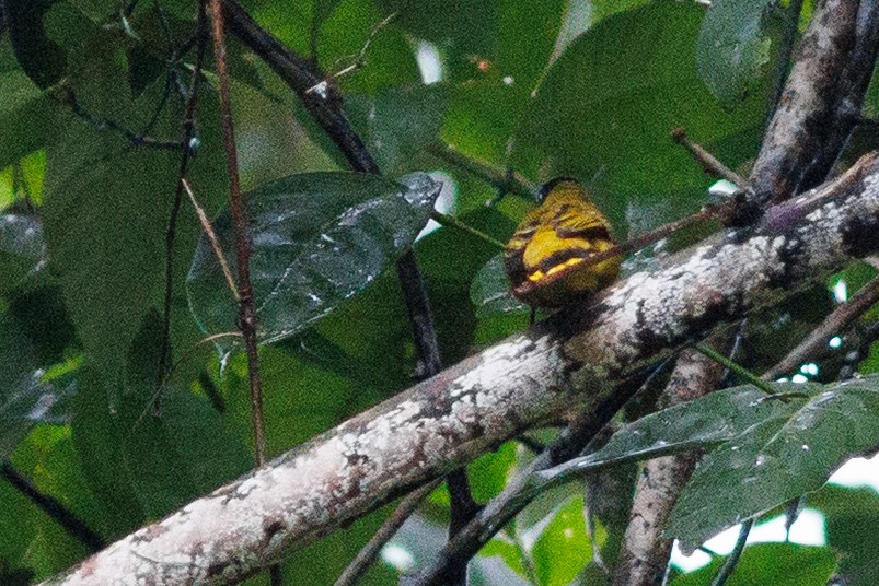 Black-headed Bulbul - ML638574866