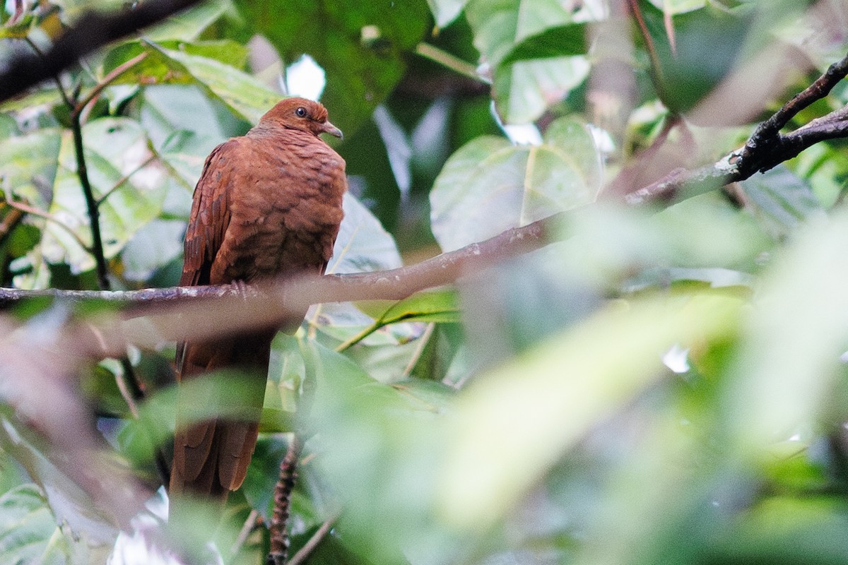 Barusan Cuckoo-Dove - ML638574874