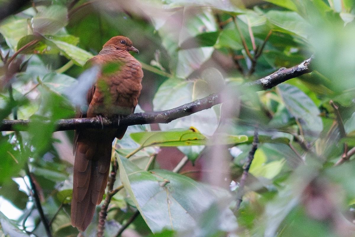 Barusan Cuckoo-Dove - ML638574877