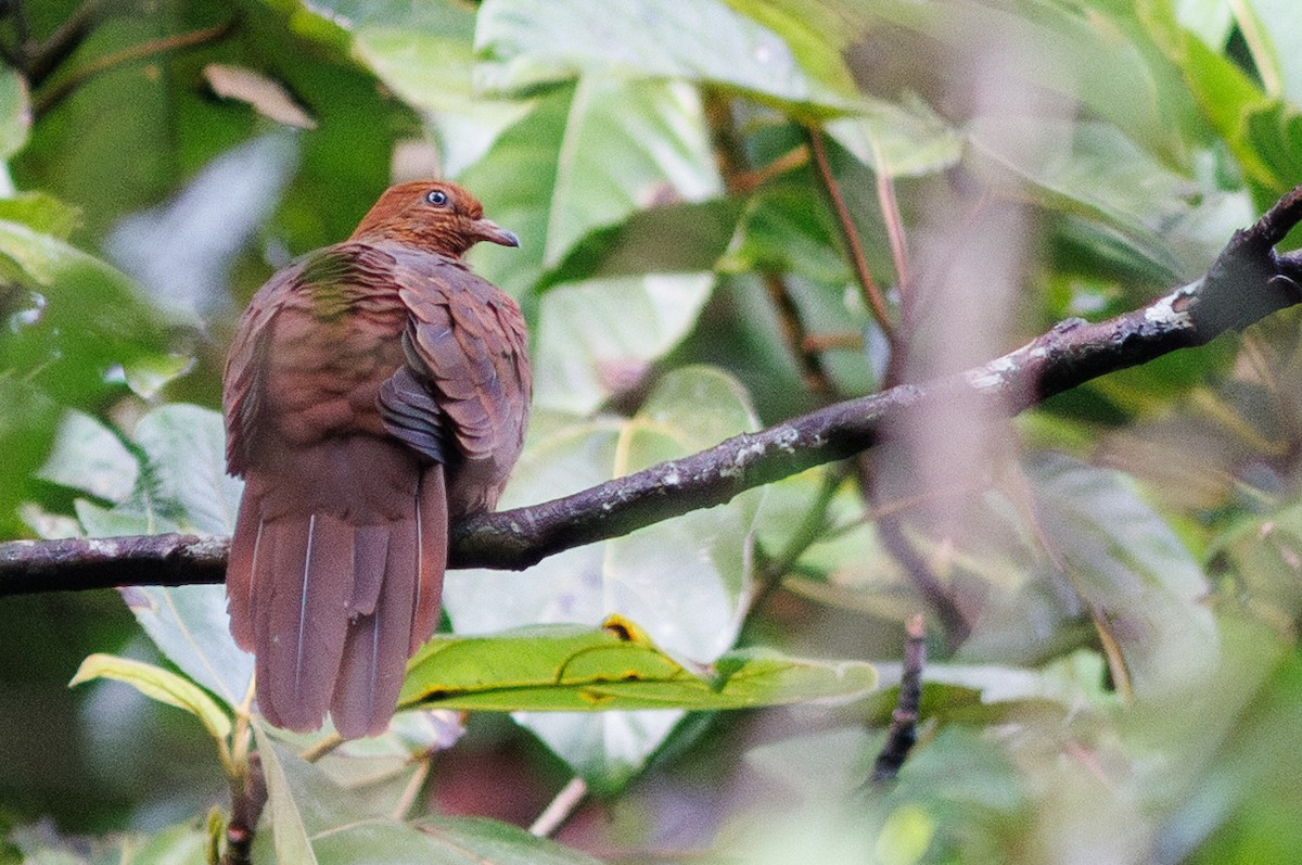 Barusan Cuckoo-Dove - ML638574878
