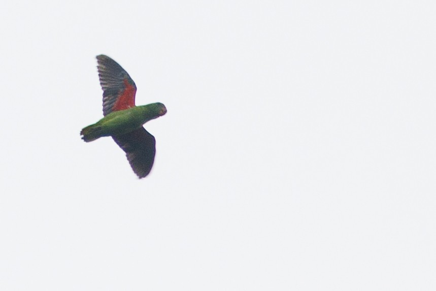 Simeulue Parrot - ML638574885