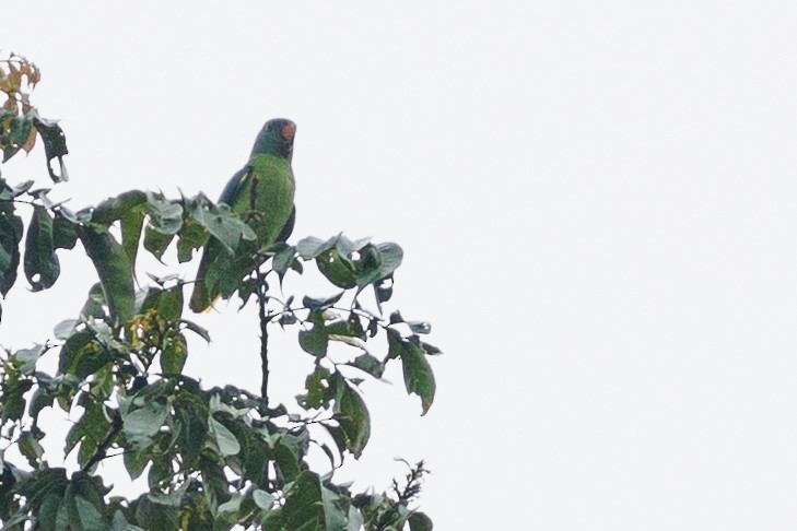 Simeulue Parrot - ML638574887