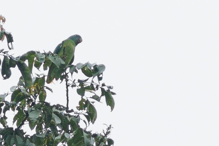 Simeulue Parrot - ML638574889
