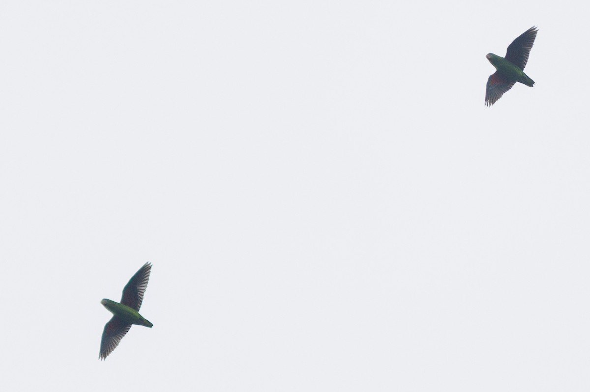 Simeulue Parrot - ML638574893