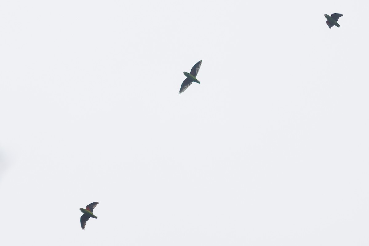 Simeulue Parrot - ML638574896