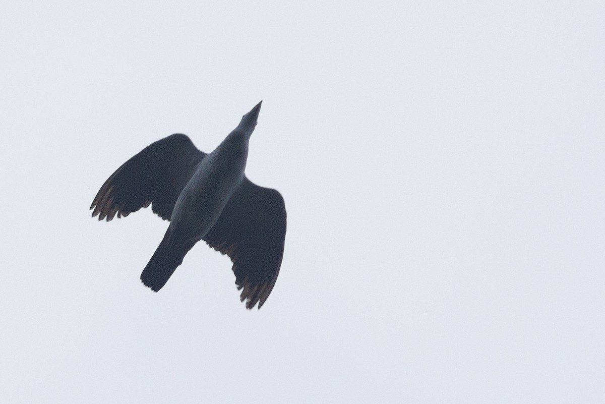 Green Imperial-Pigeon - ML638574898