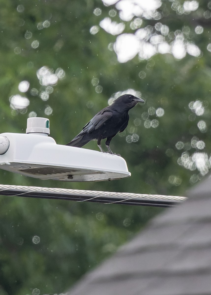 Fish Crow - ML638574899