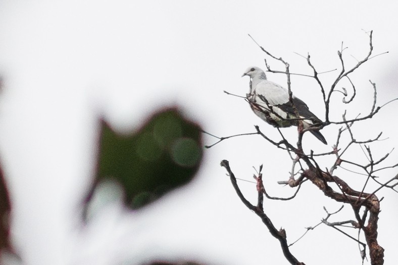 Silvery Wood-Pigeon - ML638574924