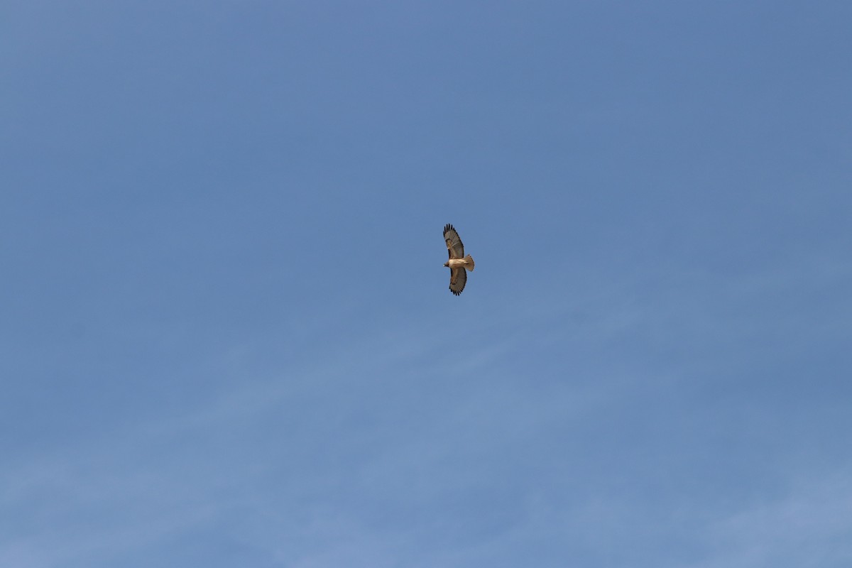 Red-tailed Hawk - ML638574925