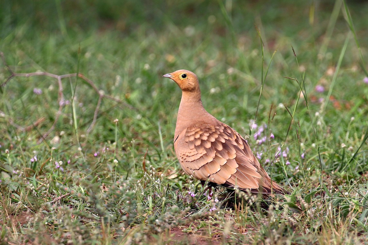 Chestnut-bellied Sandgrouse - ML638574926