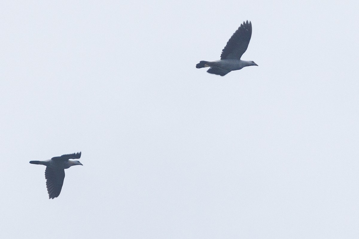 Silvery Wood-Pigeon - ML638574927