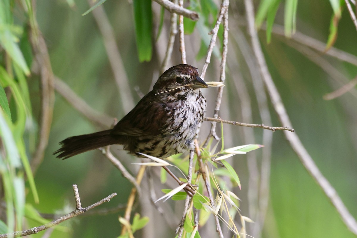Song Sparrow - ML638574933