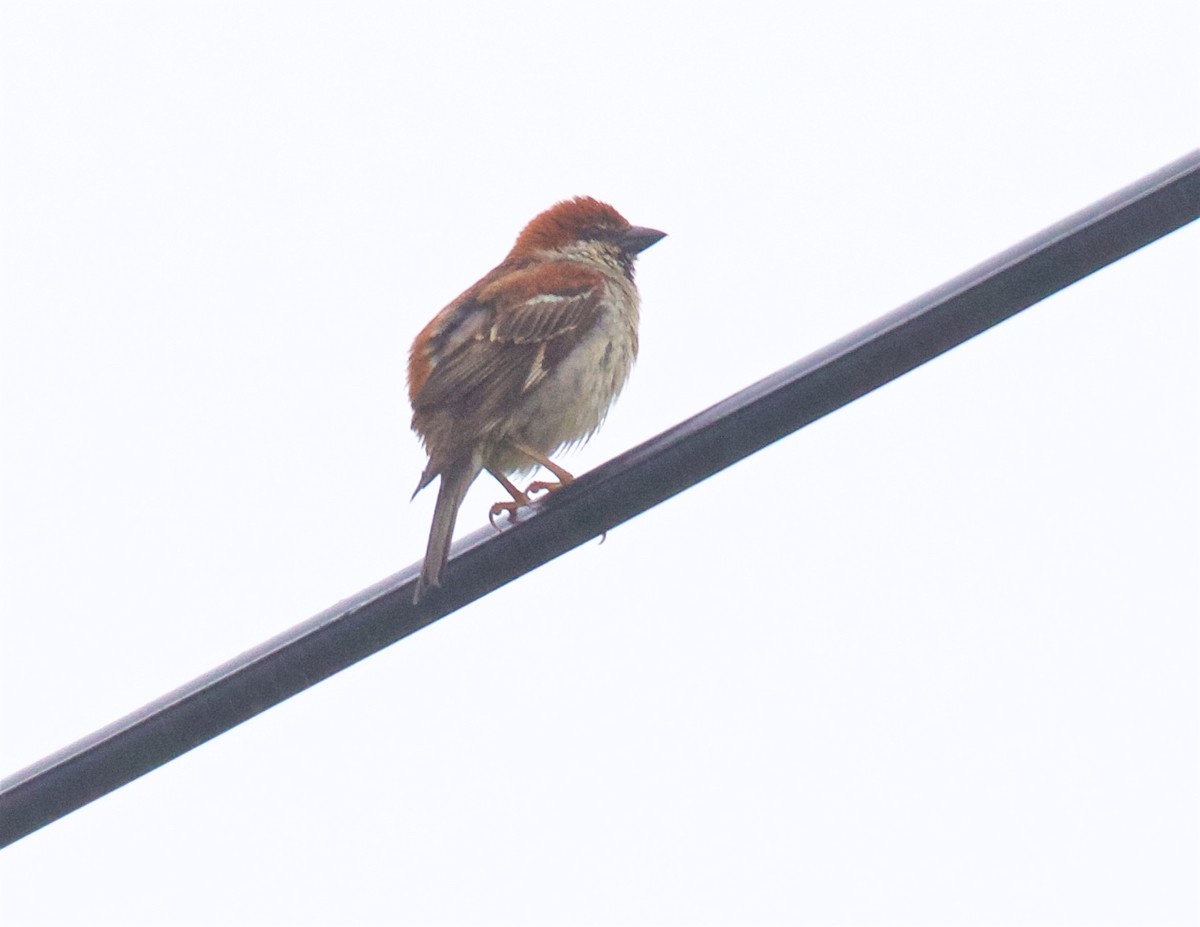 Russet Sparrow - ML638574934
