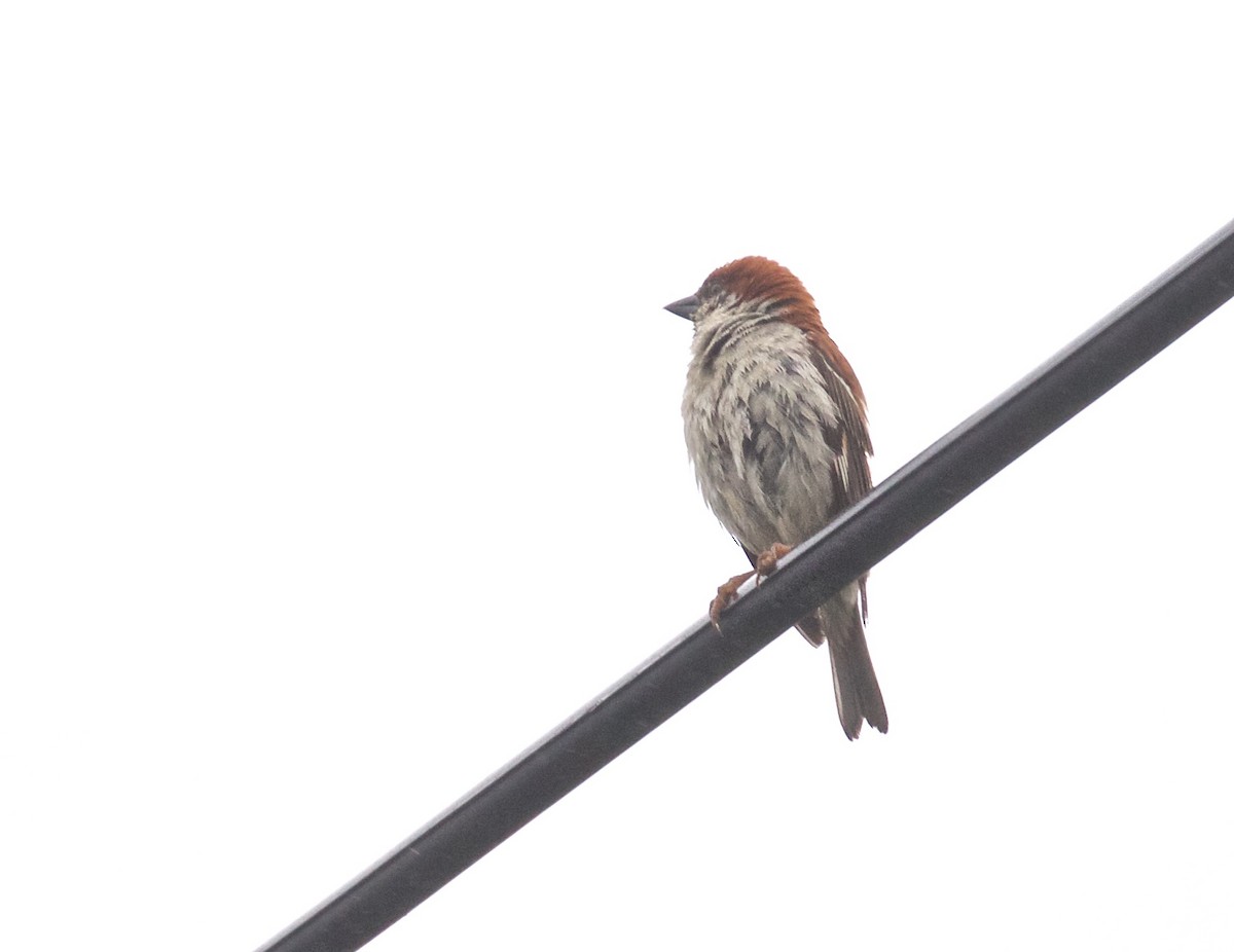 Russet Sparrow - ML638574935