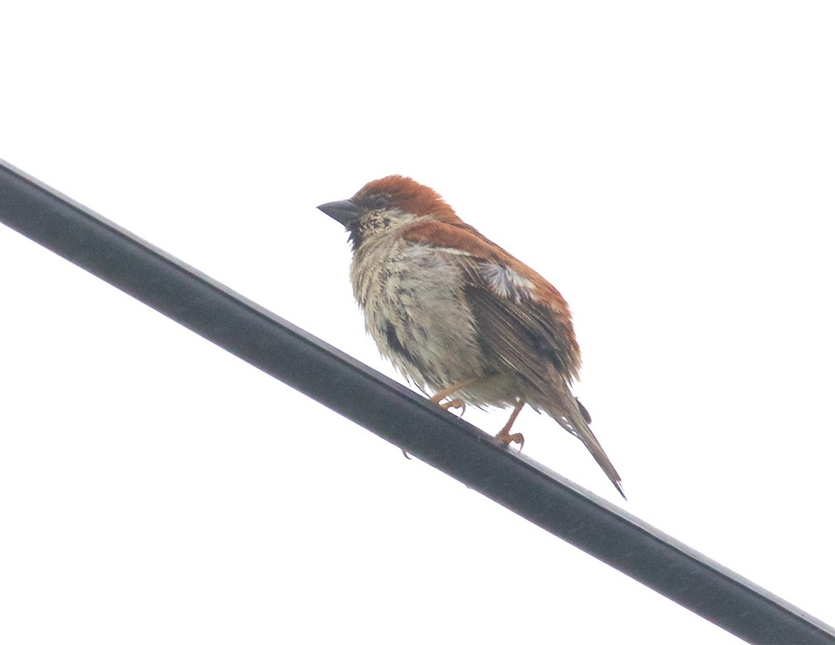 Russet Sparrow - ML638574936