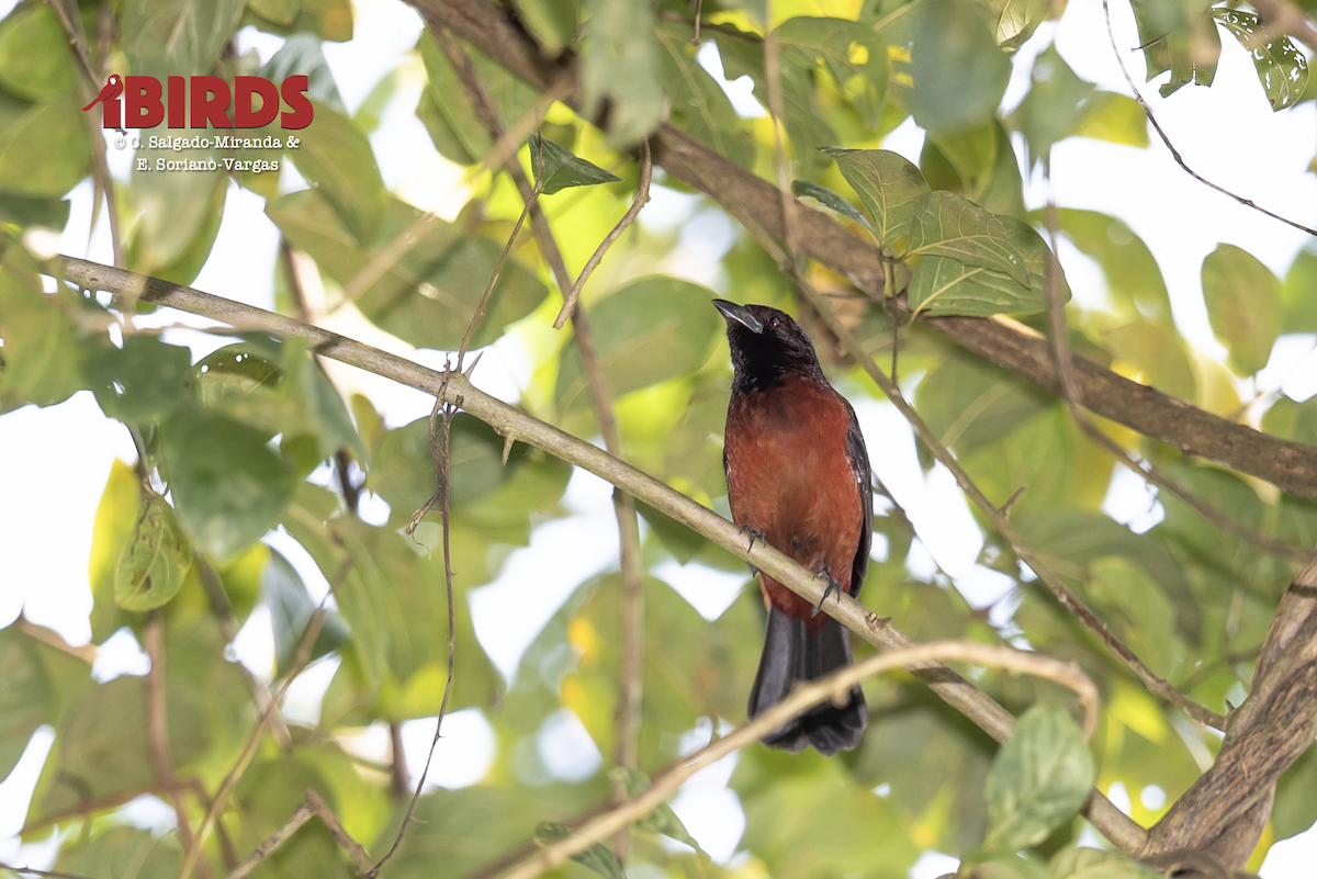 Crimson-backed Tanager - ML638574937