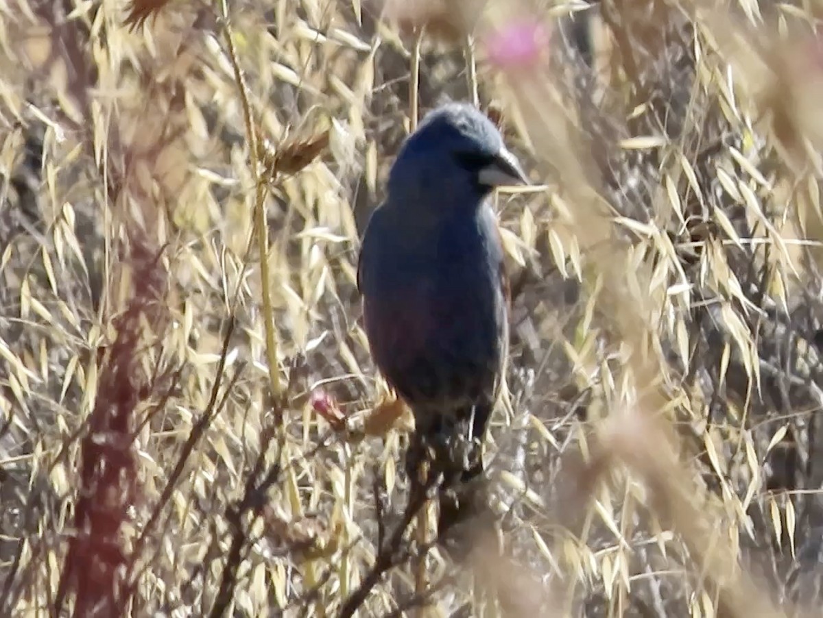 Blue Grosbeak - ML638574938