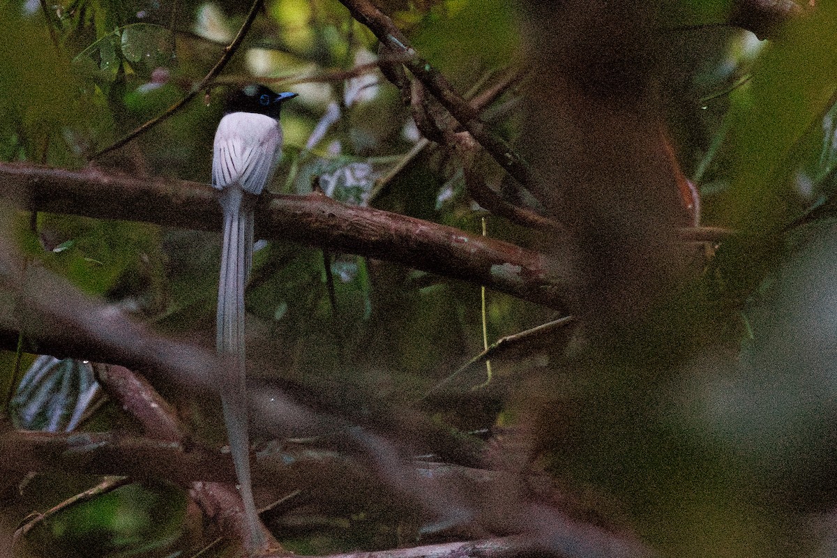 Blyth's Paradise-Flycatcher - ML638574939