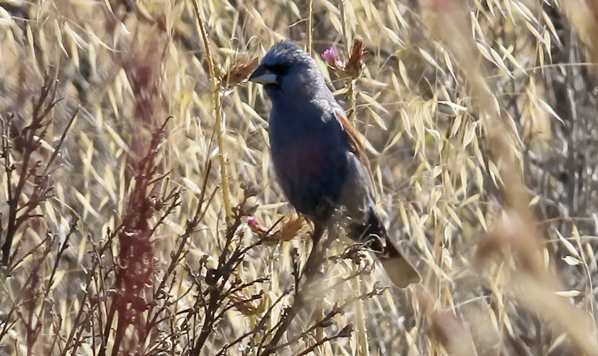 Blue Grosbeak - ML638574940