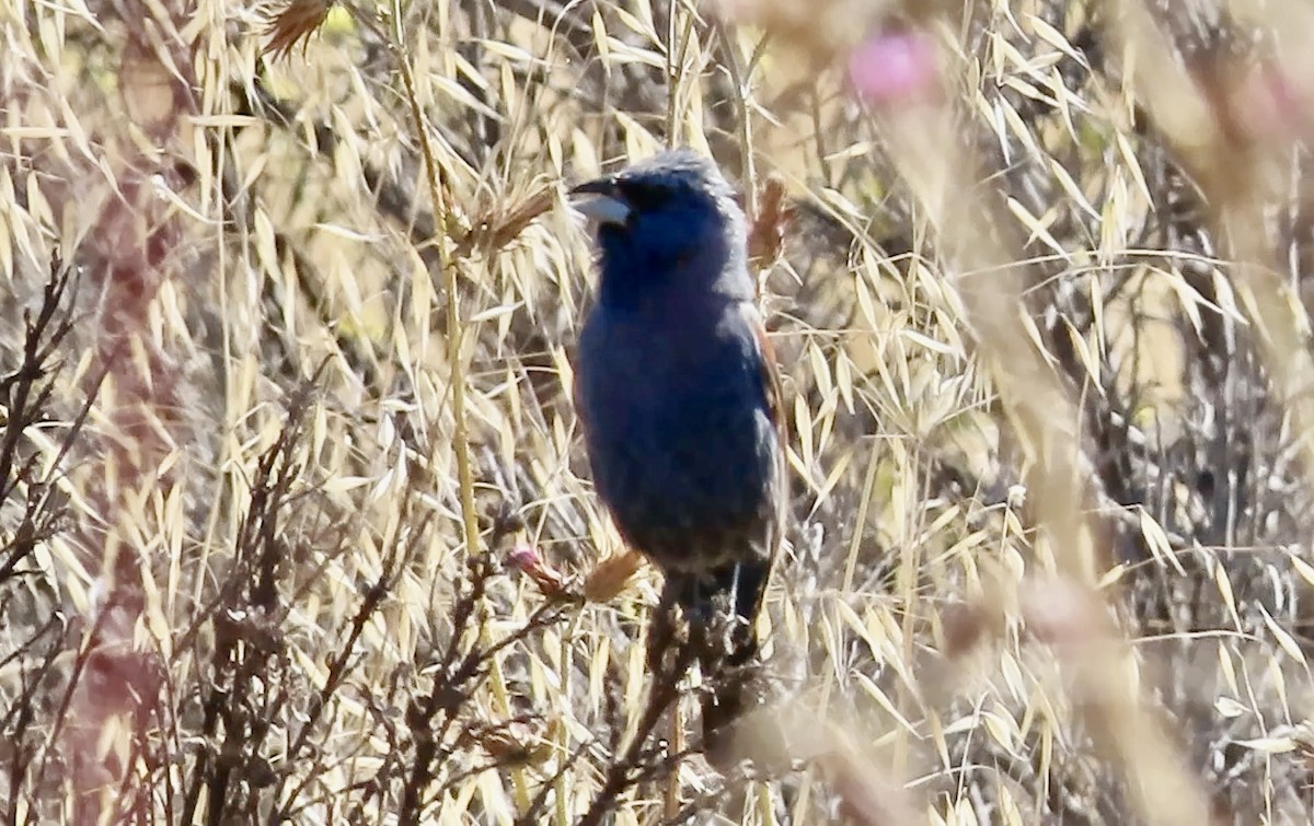 Blue Grosbeak - ML638574944