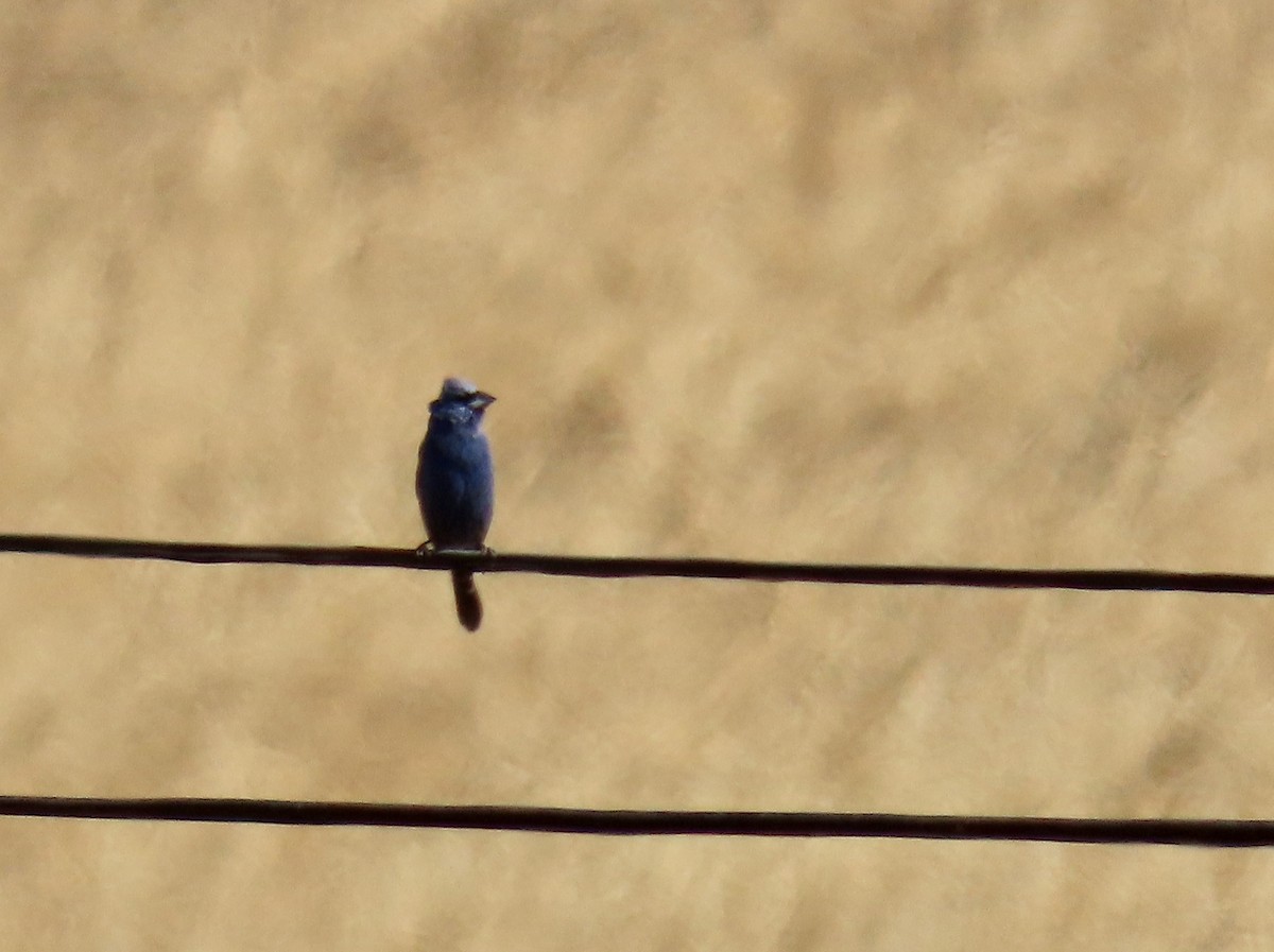 Blue Grosbeak - ML638574948