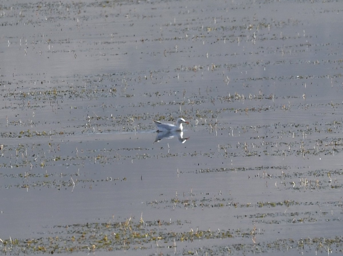 Slender-billed Gull - ML638574952