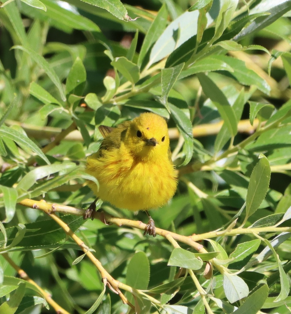 Yellow Warbler - ML638574953
