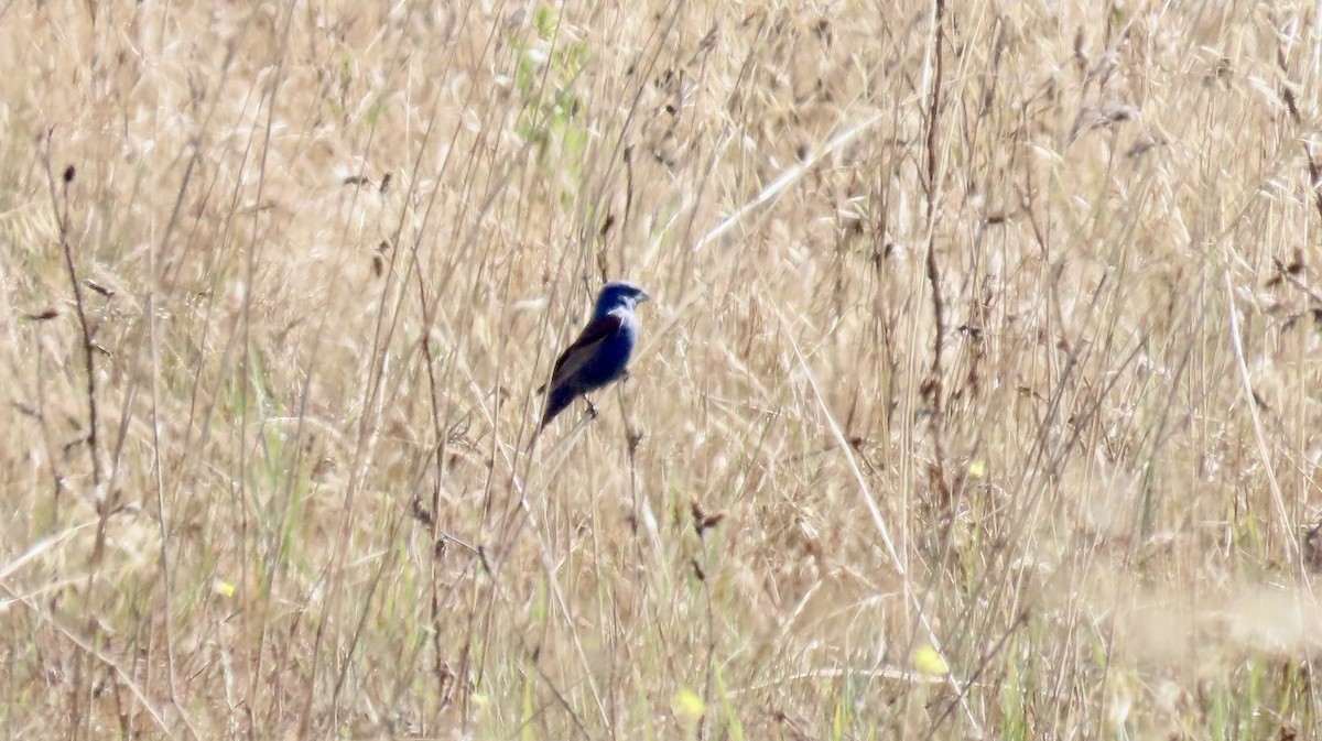 Blue Grosbeak - ML638574954