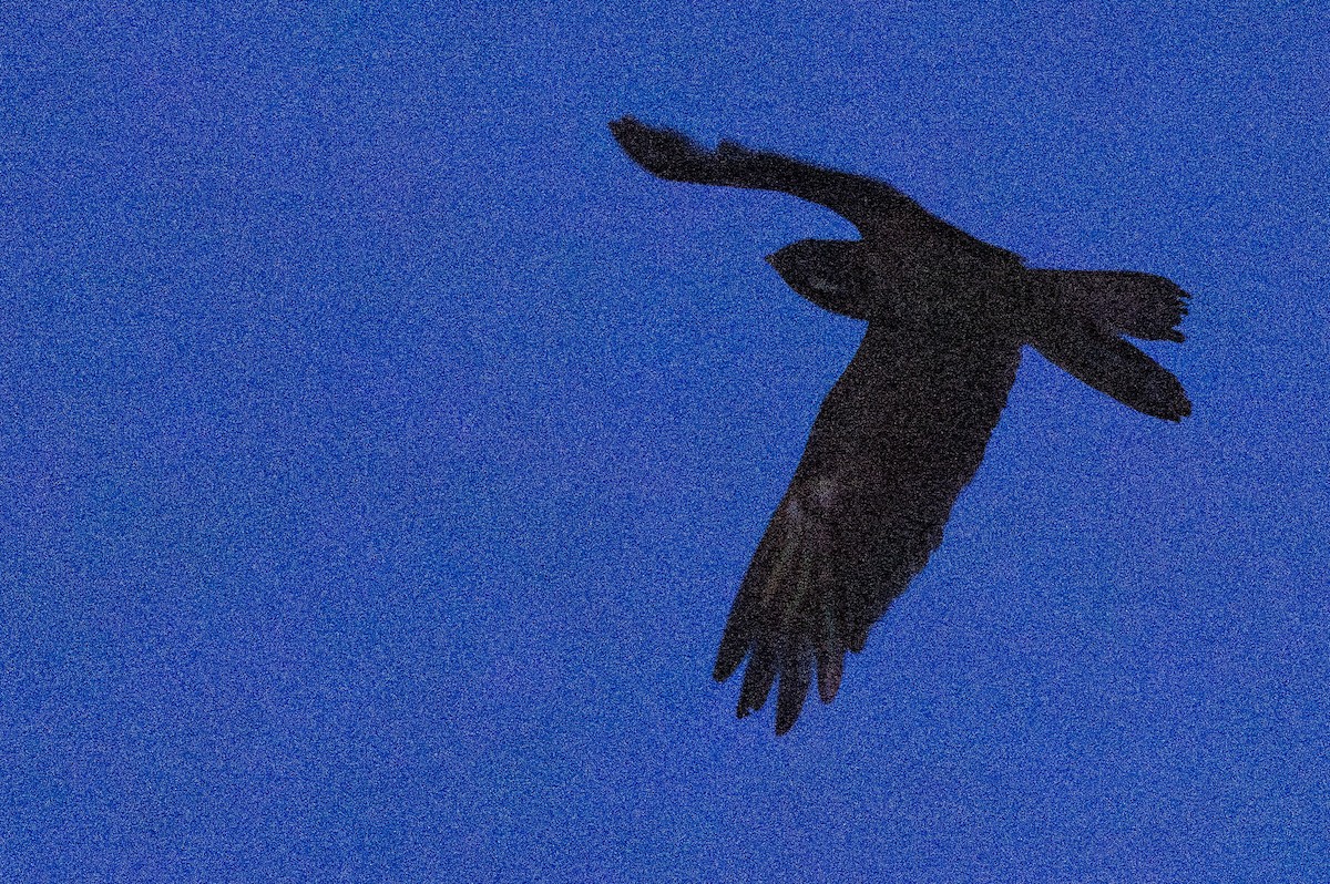 Great Eared-Nightjar - ML638574955