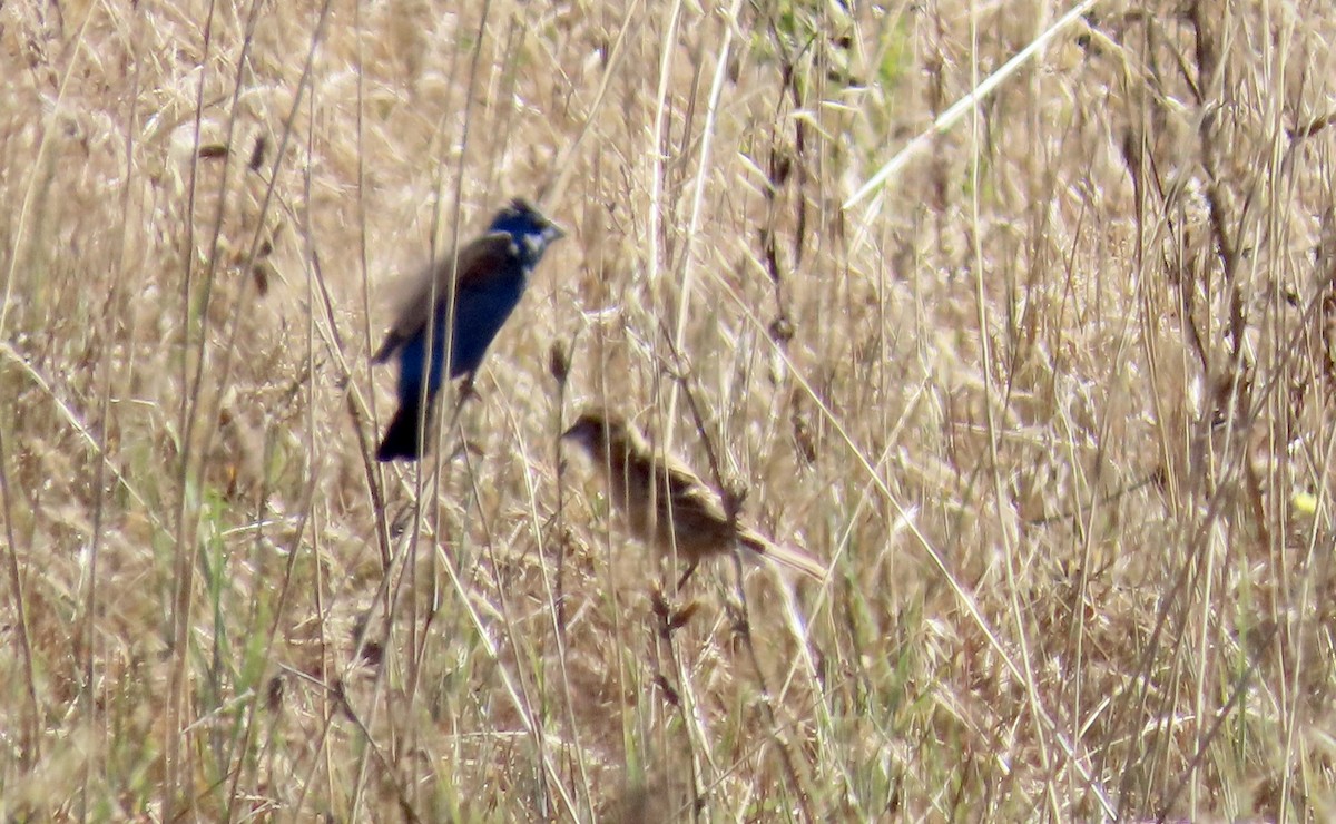 Blue Grosbeak - ML638574957
