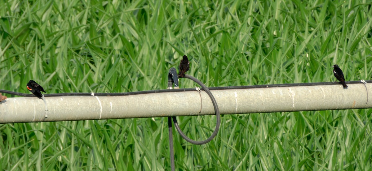 Tricolored Blackbird - ML638574959