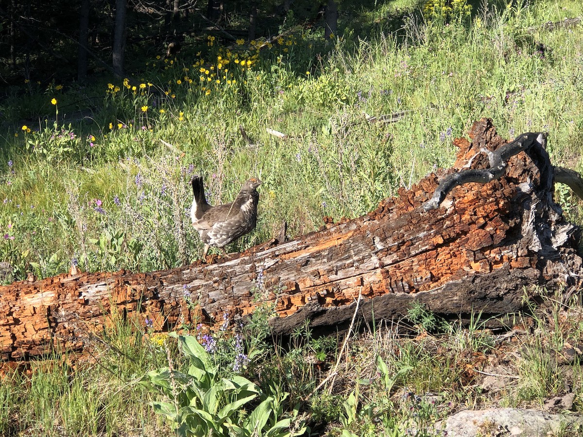 Dusky Grouse - ML638574961