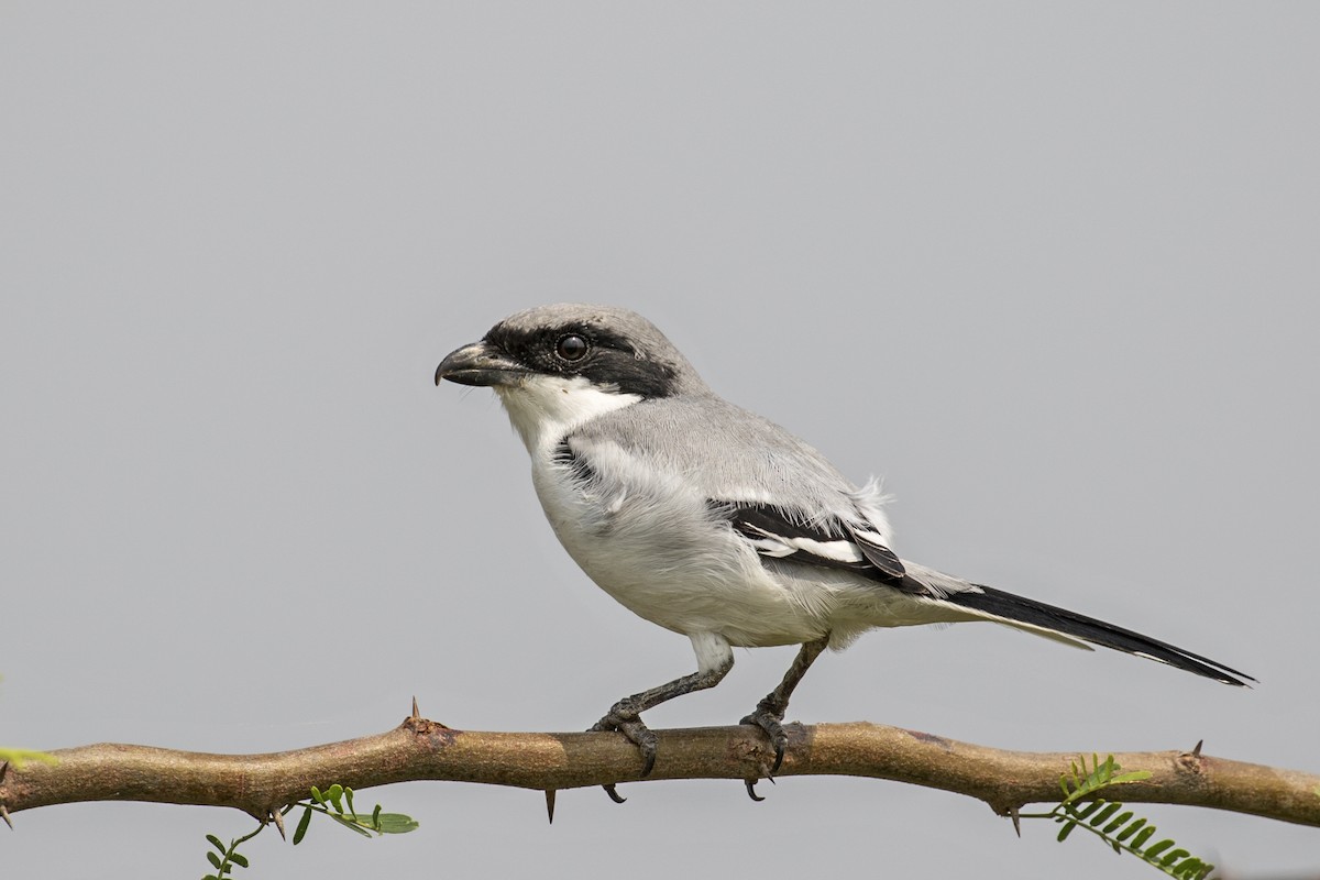Great Gray Shrike - ML638574962