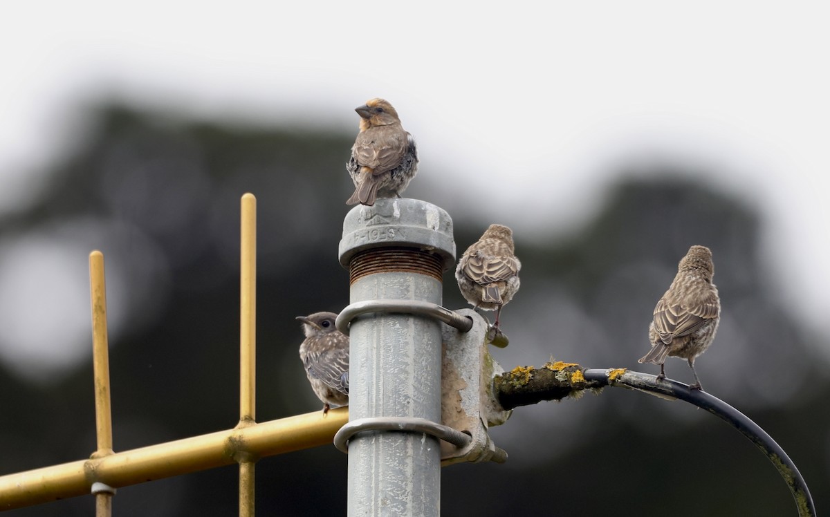 House Finch - ML638574967