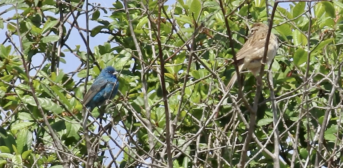 Indigo Bunting - ML638575038