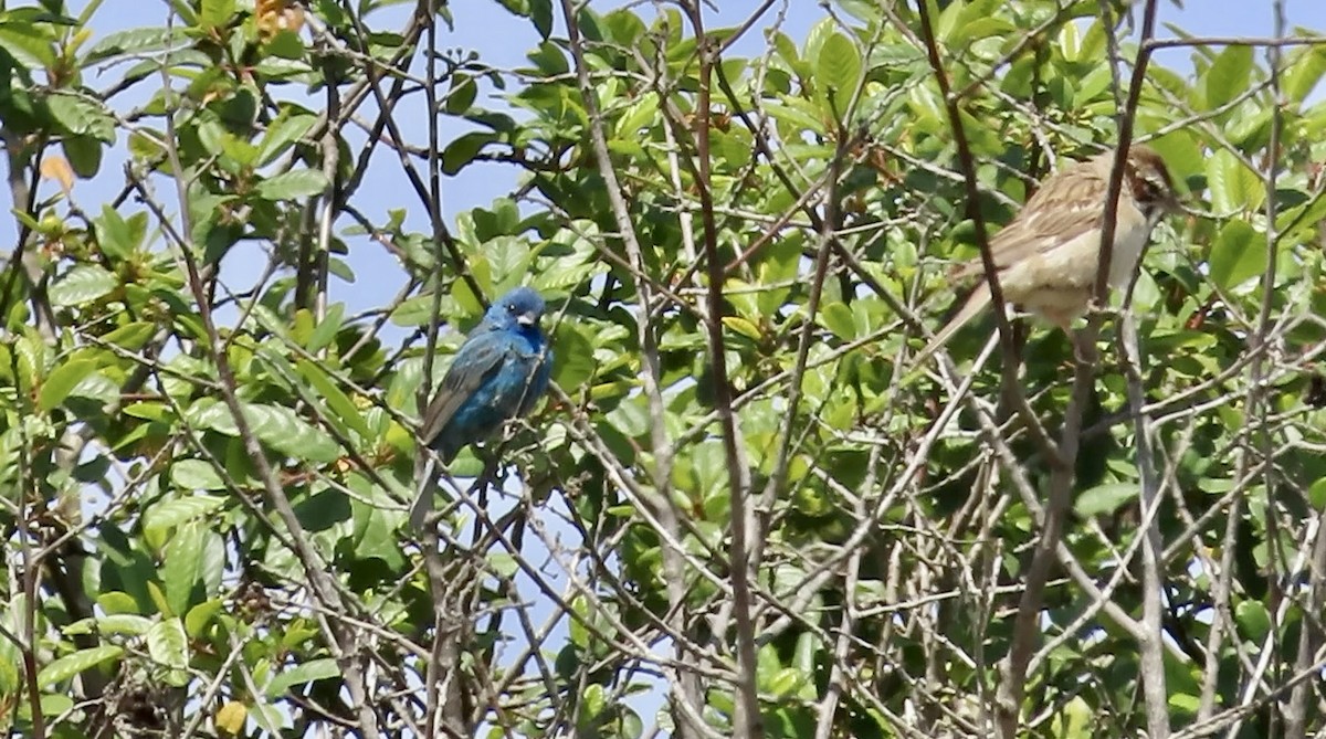Indigo Bunting - ML638575040